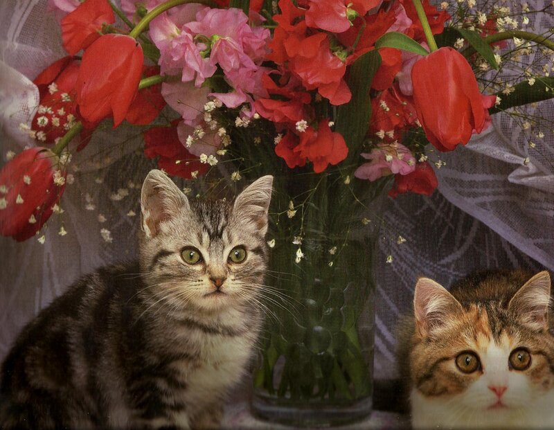 Two Kittens with Flowers — Red