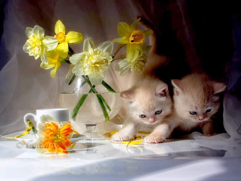 Two Kittens with Flowers — White, Serene, Spring