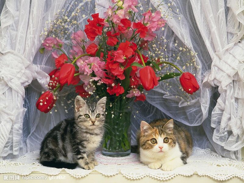 Two Kittens with Flowers — White