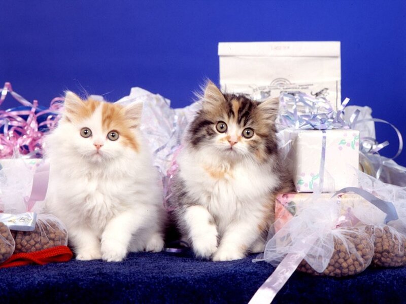 Two kittens with gifts