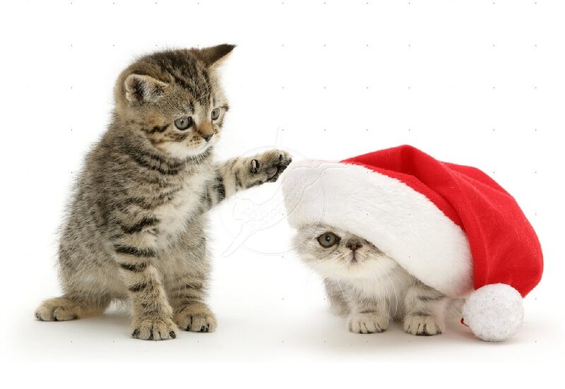 Two Kittens with Hat