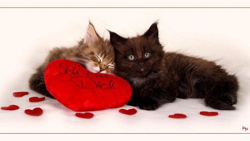 Two Kittens with Heart — Red