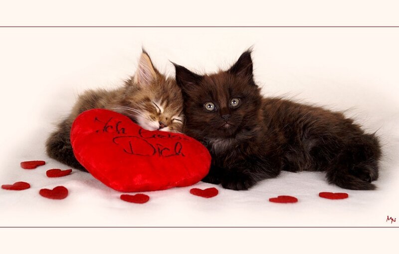 Two Kittens with Heart