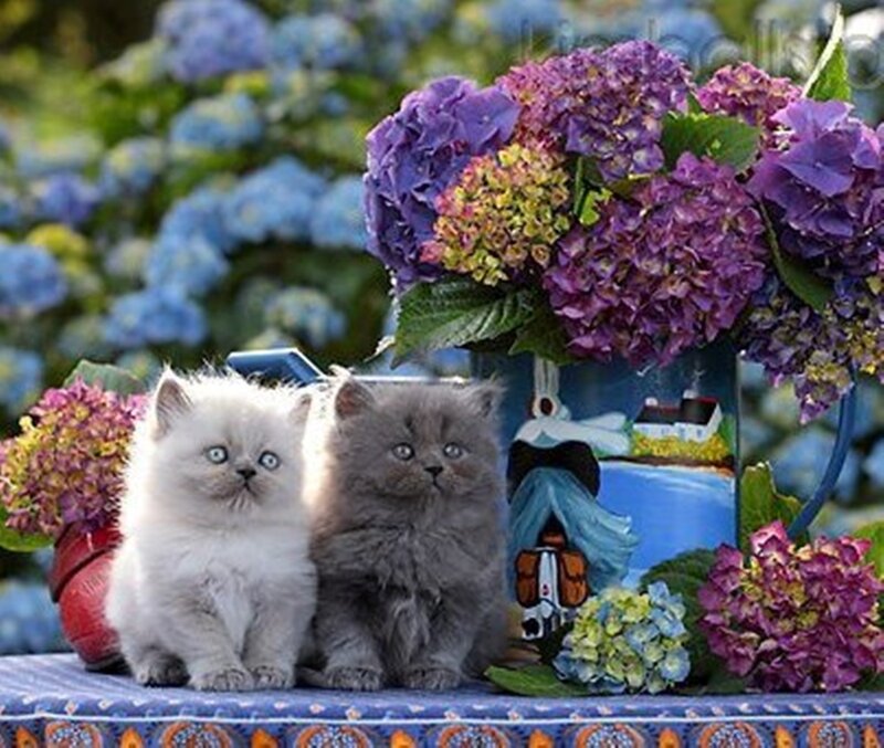 Two Kittens with Hydrangeas