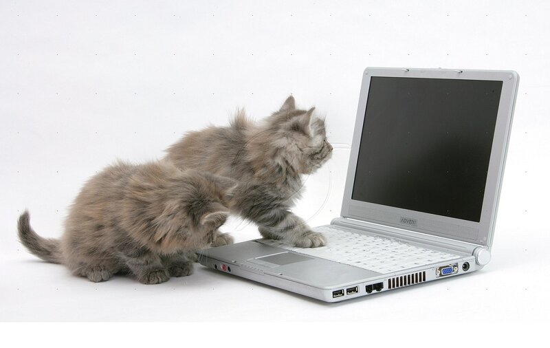 Two Kittens with Laptop