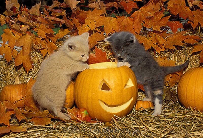 Two Kittens with Pumpkin — Orange, Playful
