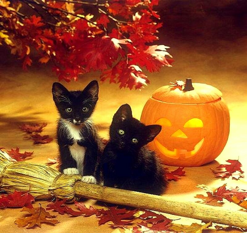 Two Kittens with Pumpkin — Orange