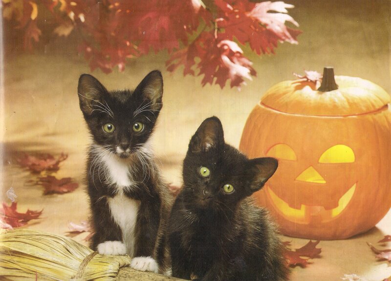 Two Kittens with Pumpkin