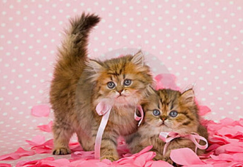 Two Kittens with Ribbons