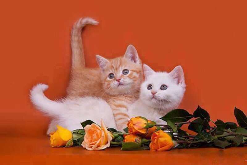 Two Kittens with Roses — Orange