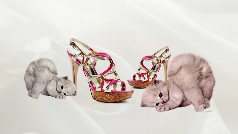 Two Kittens with Shoes