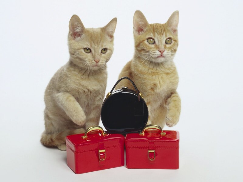 Two kittens with suitcases