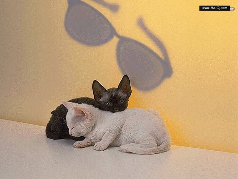 Two kittens with sunglasses shadow