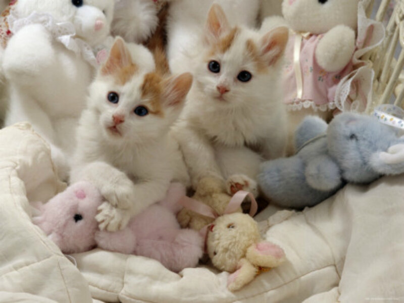 Two Kittens with Toys