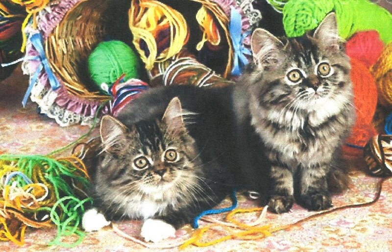 Two Kittens with Yarn — Gray