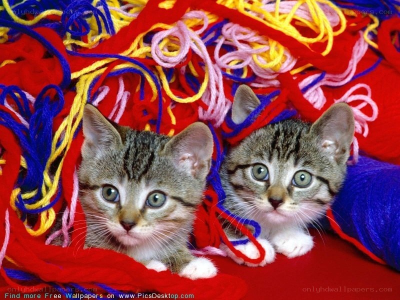 two kittens with yarn