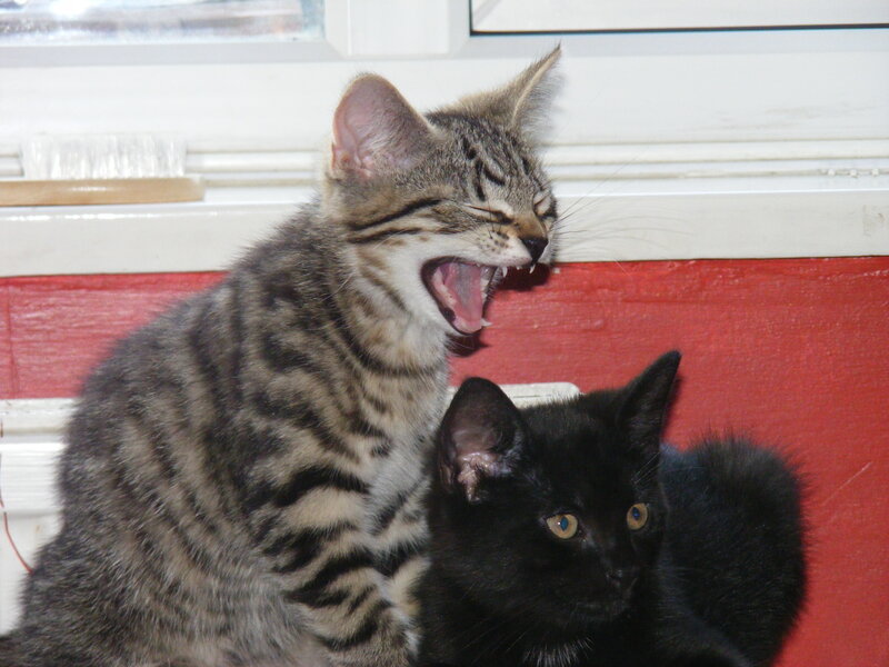 Two kittens yawning together