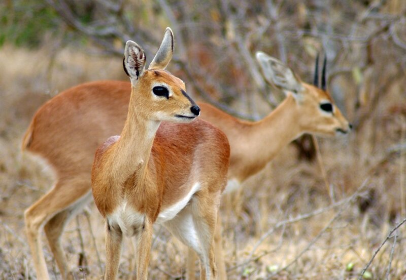Two Klips Antelopes