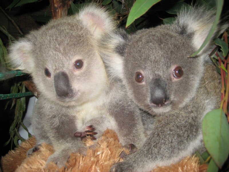 Two Koala Joeys