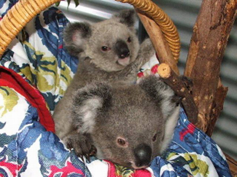 Two Koalas in Basket