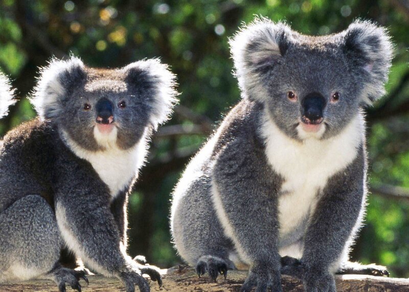 Two Koalas on a Branch