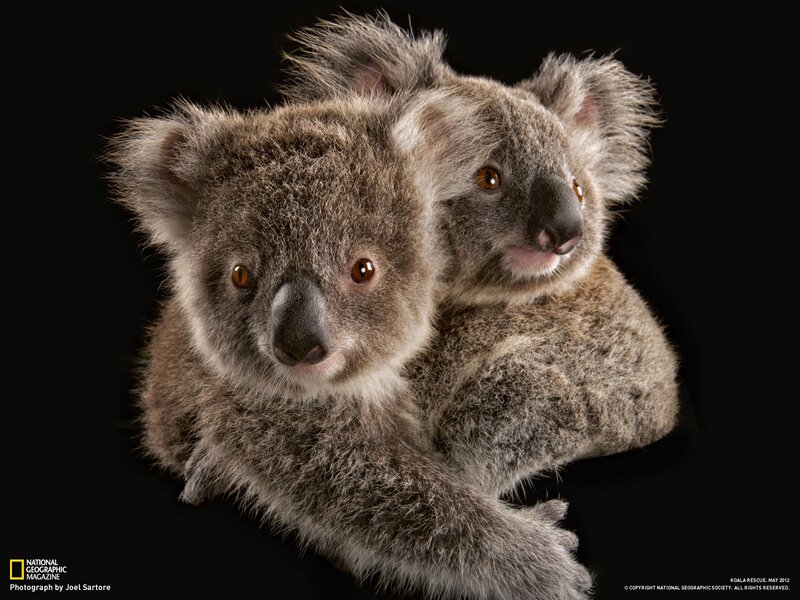 Two koalas on black background
