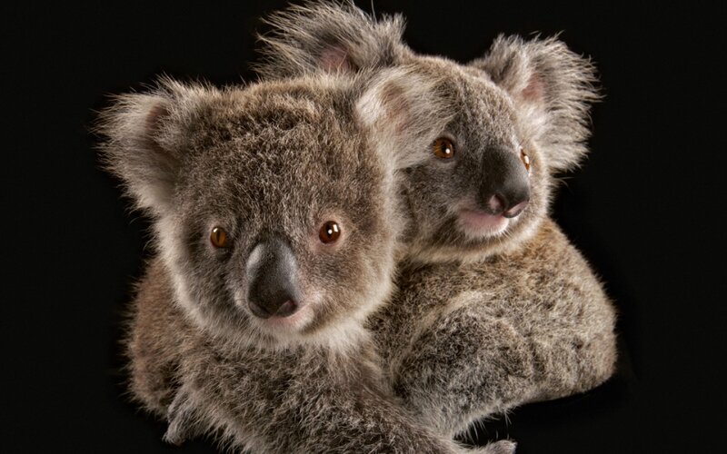 Two Koalas on Black — Gray