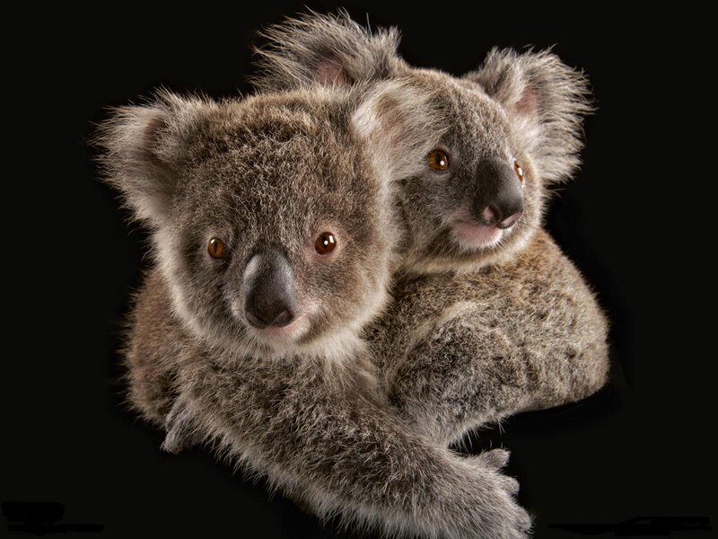 Two Koalas on Black