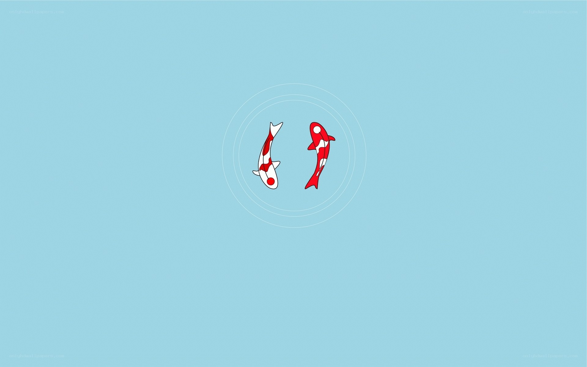 Two koi fish in calm water