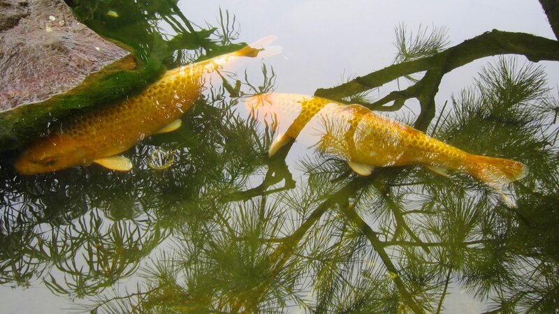 Two Koi Fish in Pond — Yellow