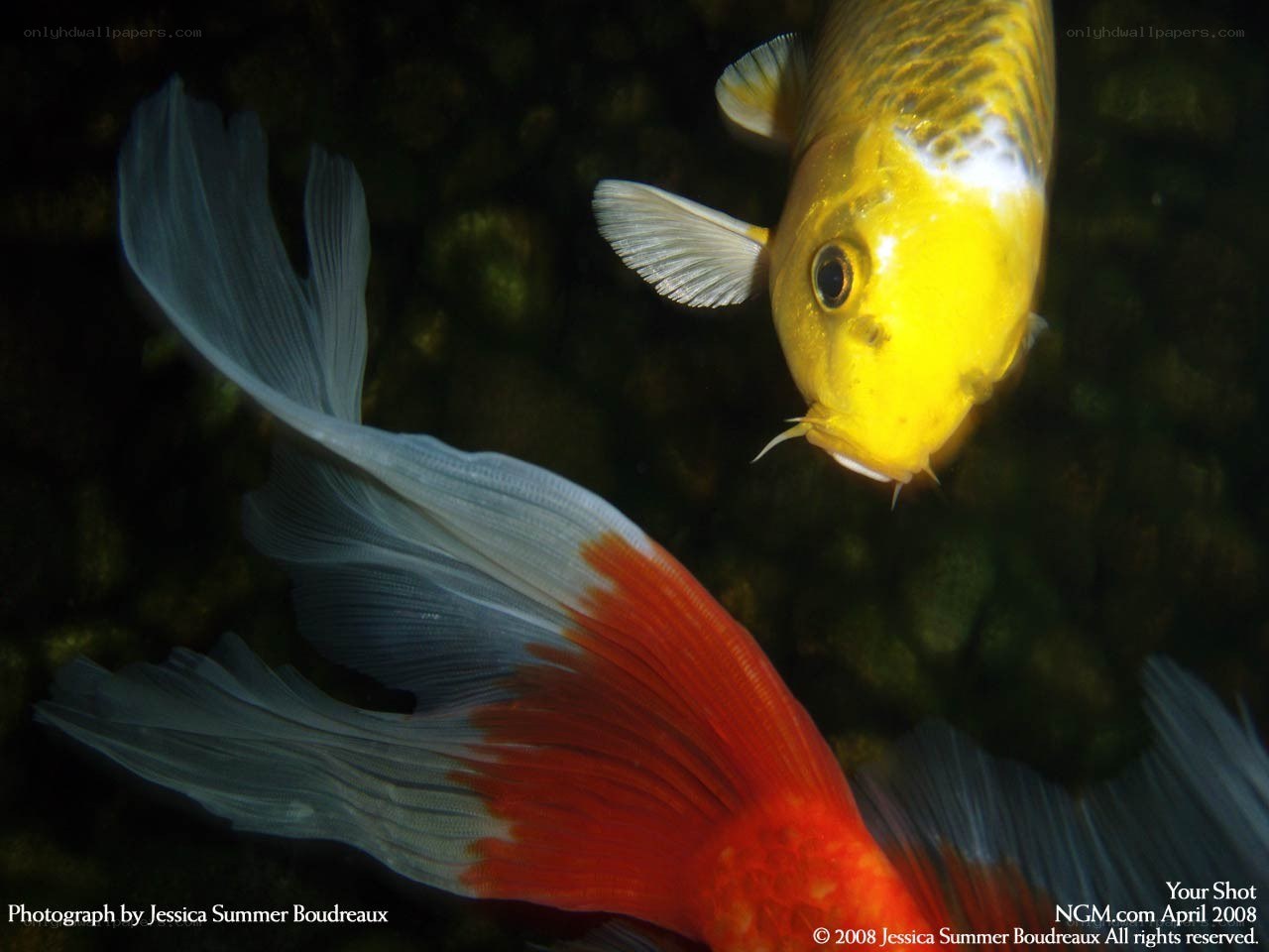 Two koi fish in pond