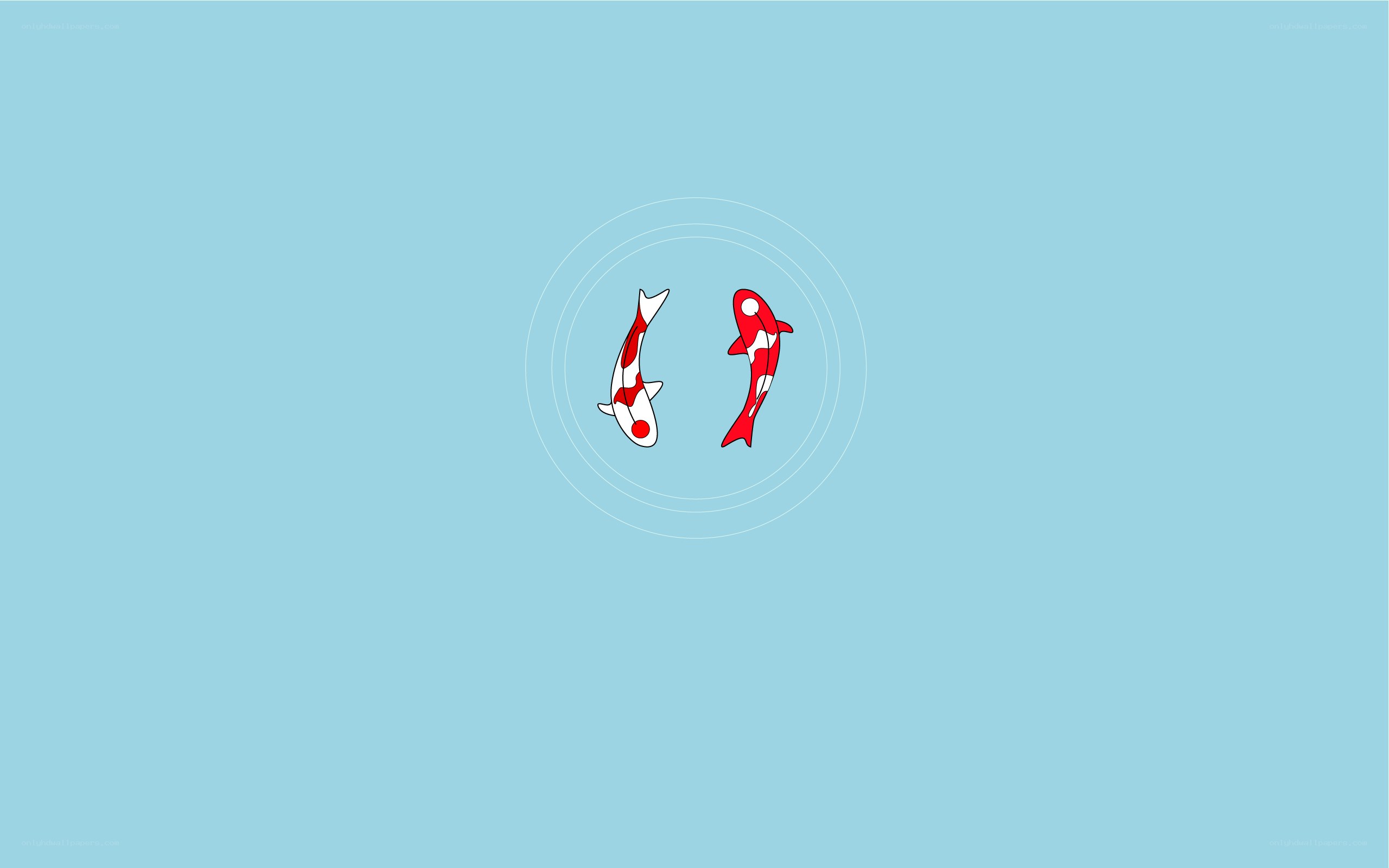 Two koi fish in water