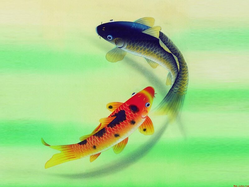 Two koi fish swimming