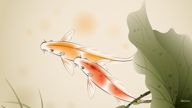 Two Koi Fish Swimming — Orange