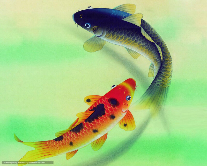 Two koi fish swimming