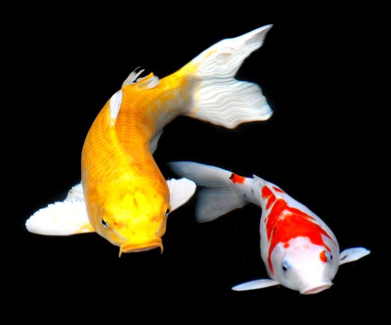 Two Koi Fish