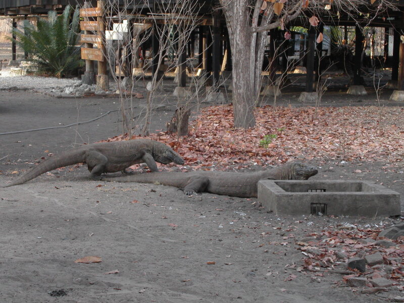 Two Komodo dragons in enclosure