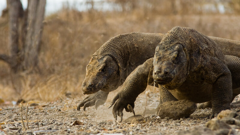 Two Komodo Dragons