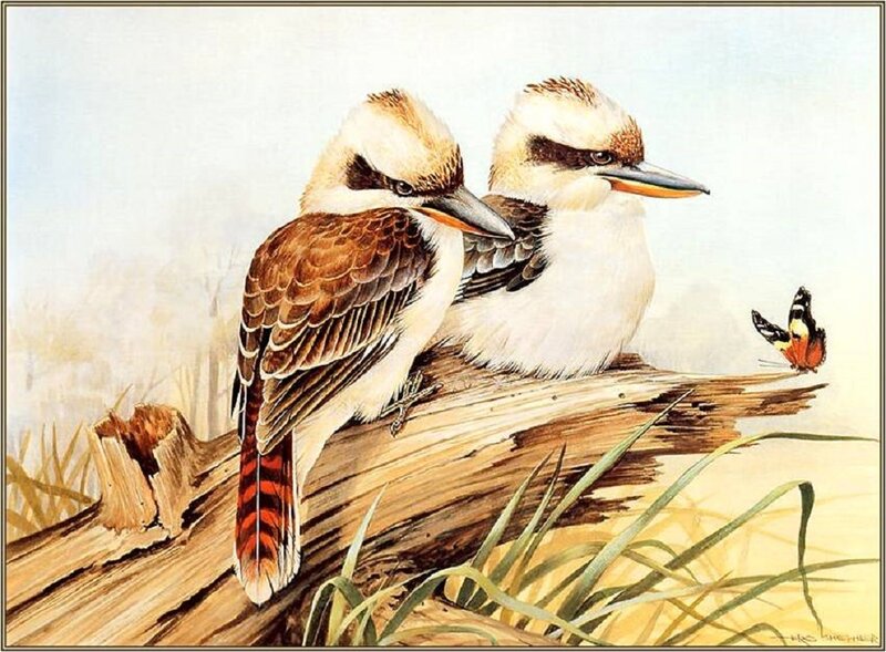 Two Kookaburra Birds — Brown, Calm
