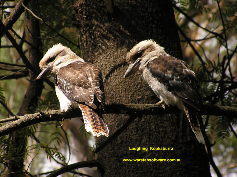 Two Kookaburra Birds — Brown