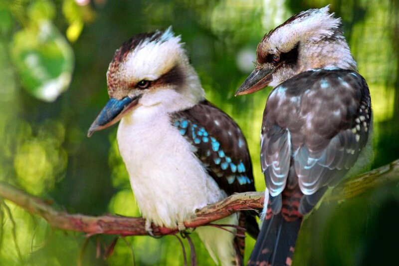 Two Kookaburra Birds — Green