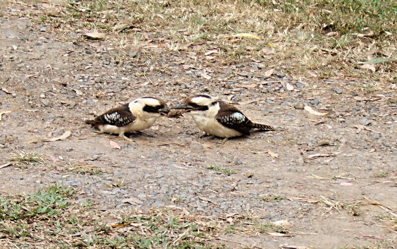 Two Kookaburra Birds