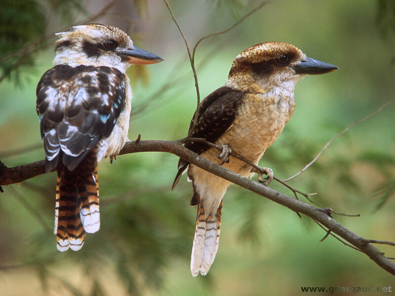 Two kookaburras on a branch