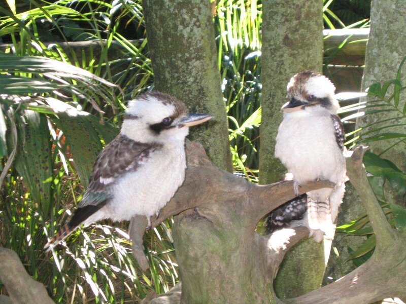 Two kookaburras on a branch