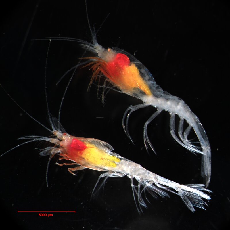 Two krill under microscope