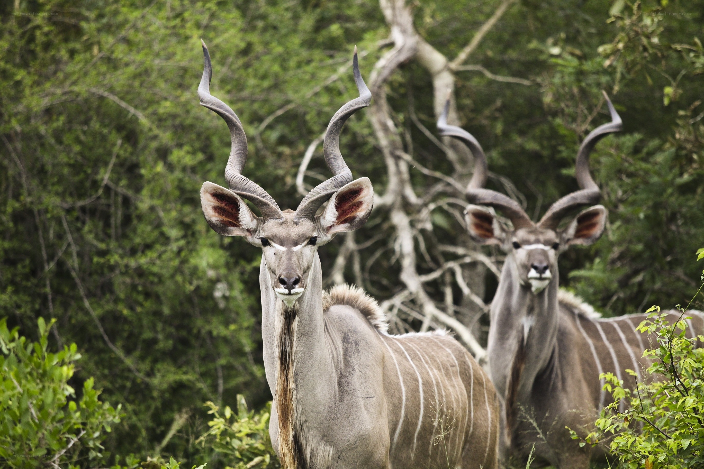 Two kudu antelopes in the wild