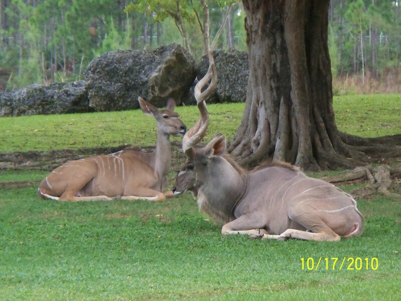 Two Kudu Antelopes