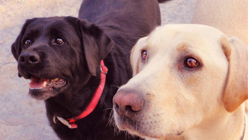 Two Labrador Dogs — Black, Calm