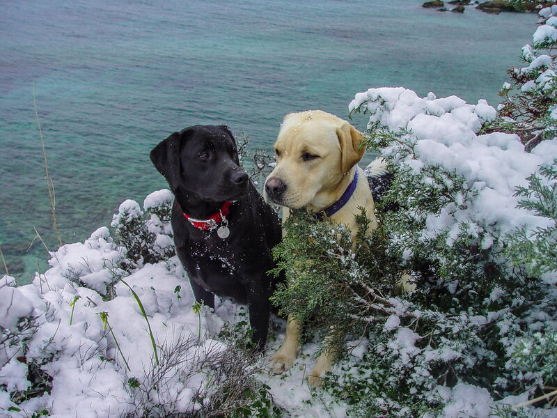 Two Labrador Dogs — Black