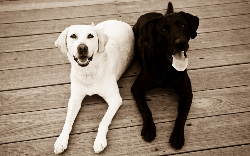 Two Labrador Dogs — Brown, Calm